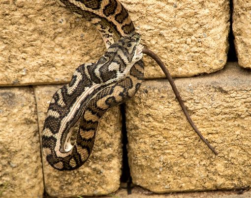 一間出租宿舍的鏤空圍牆，鑽進一條和大腿差不多粗的5公尺蟒蛇。（示意圖／Pixabay）