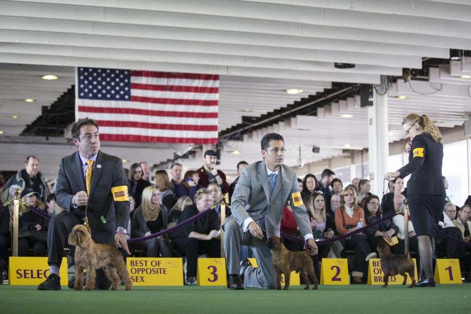 Participants in the Brussels Griffon competition wait for instructions during the Westminster Kennel Club dog show, Monday, Feb. 10, 2014, in New York. (AP Photo/John Minchillo)