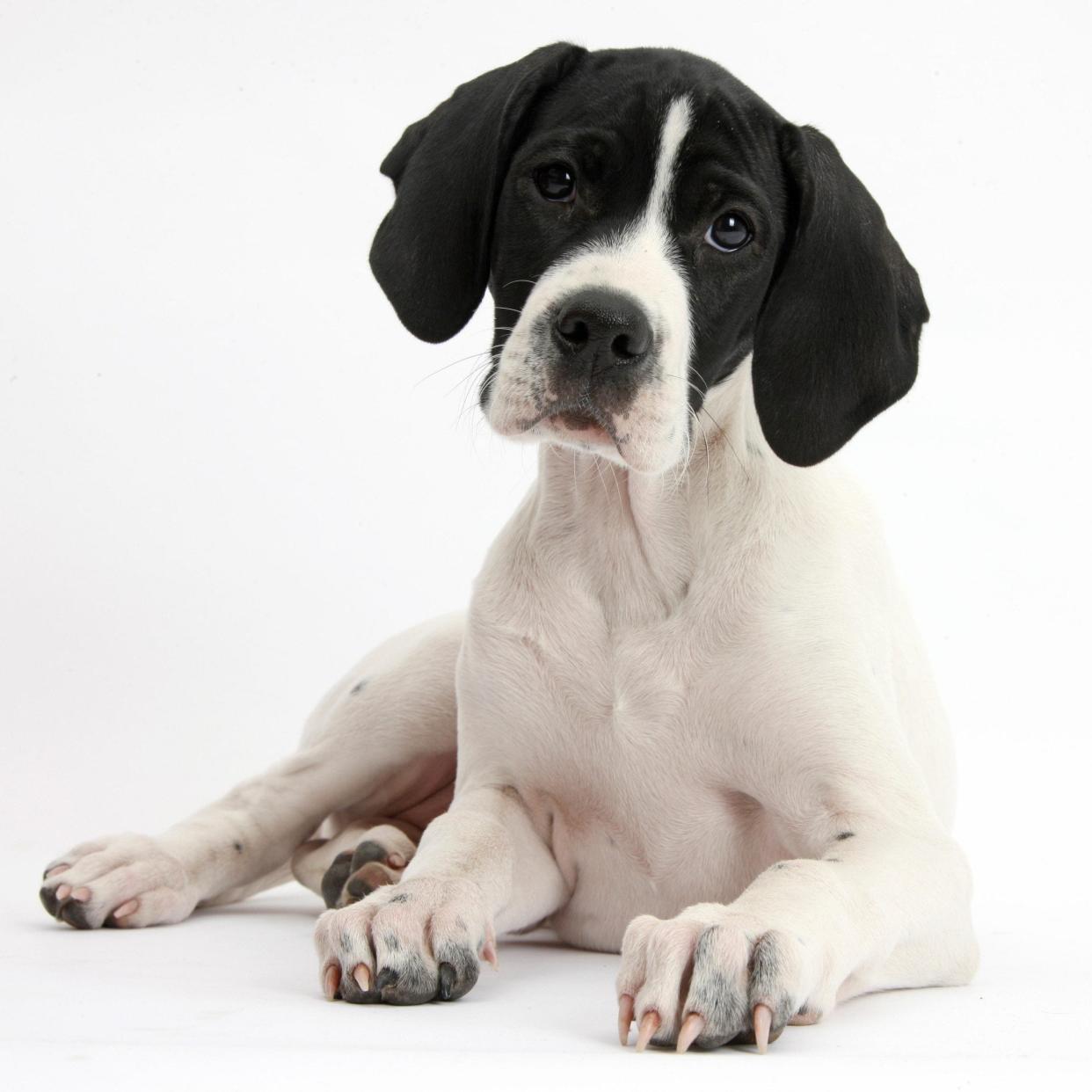 An English Pointer puppy, one of the breeds that has fallen out of favour with British dog owners - www.alamy.com