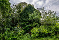 <p>Abandoned home consumed by ivy in Ohio. (Photo:Johnny Joo/Caters News) </p>