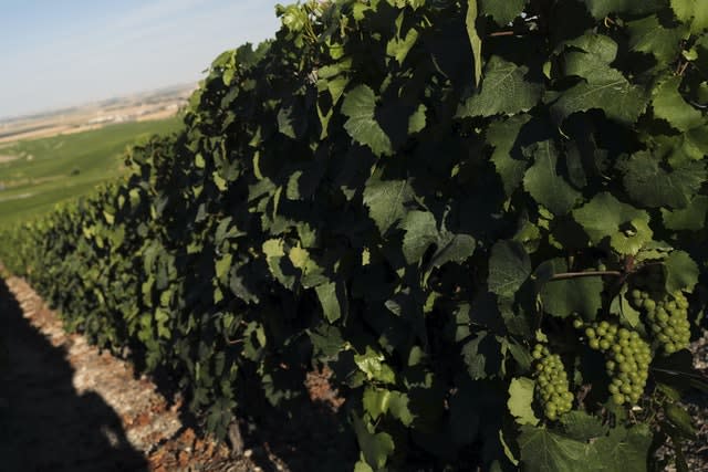 View of the Champagne vineyards in Avize (Francois Mori/AP)