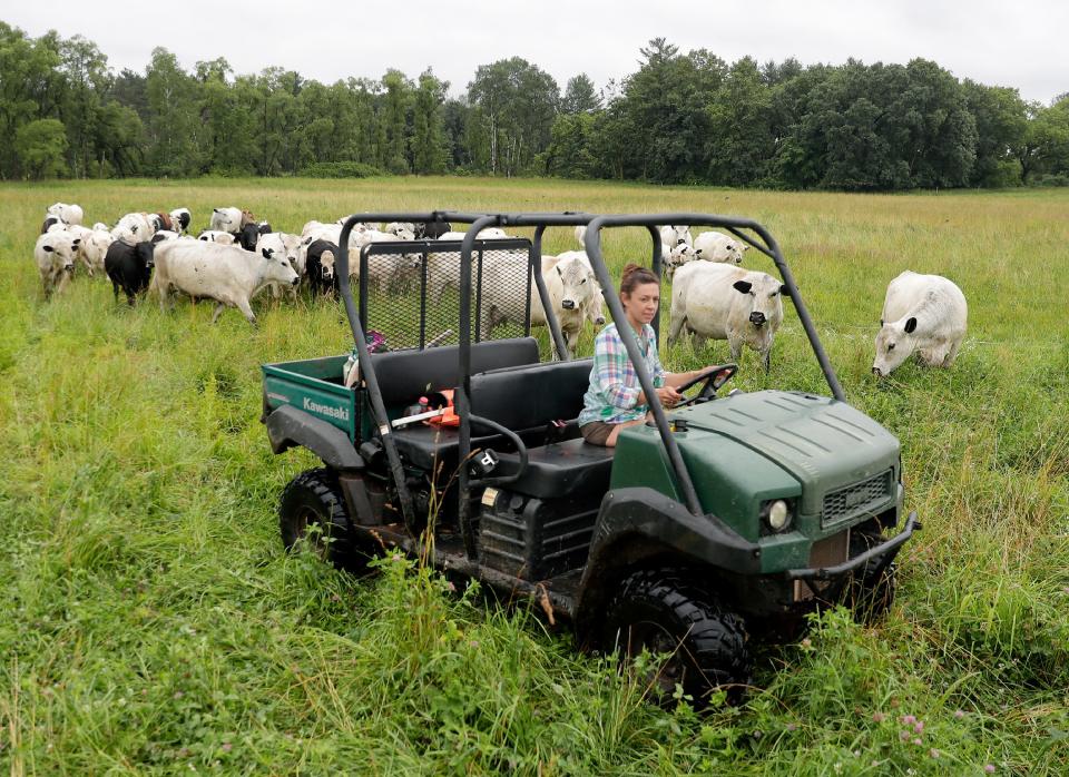 Rachel Bouressa moves a herd of British White Park cattle from one small pasture to another on the Bouressa Family Farm on July 15 in the Township of Royalton.  Through the Great Lakes Restoration Initiative, Bouressa was able to get funding to expand her managed grazing system, which helps out the Great Lakes watershed.