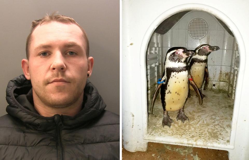 Bradley Tomes sold two tiny Humboldt penguins named on Facebook after stealing them from South Lakes Safari in Cumbria (swns)