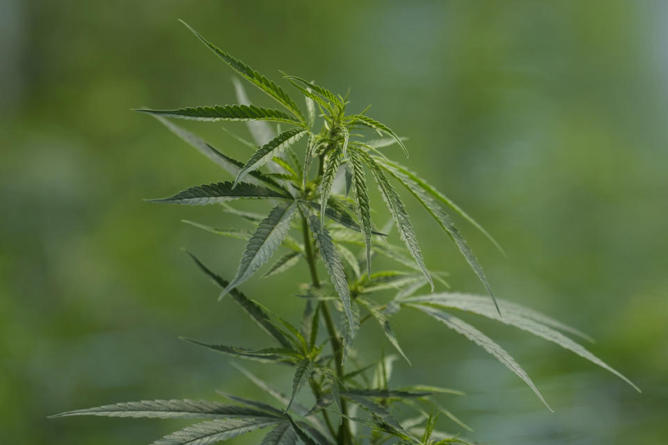 A cannabis plant grows in a farm in Chonburi province, eastern Thailand on June 5, 2022. Marijuana cultivation and possession in Thailand was decriminalized as of Thursday, June 9, 2022, like a dream come true for an aging generation of pot smokers who recall the kick the legendary Thai Stick variety delivered. (AP Photo/Sakchai Lalit)
