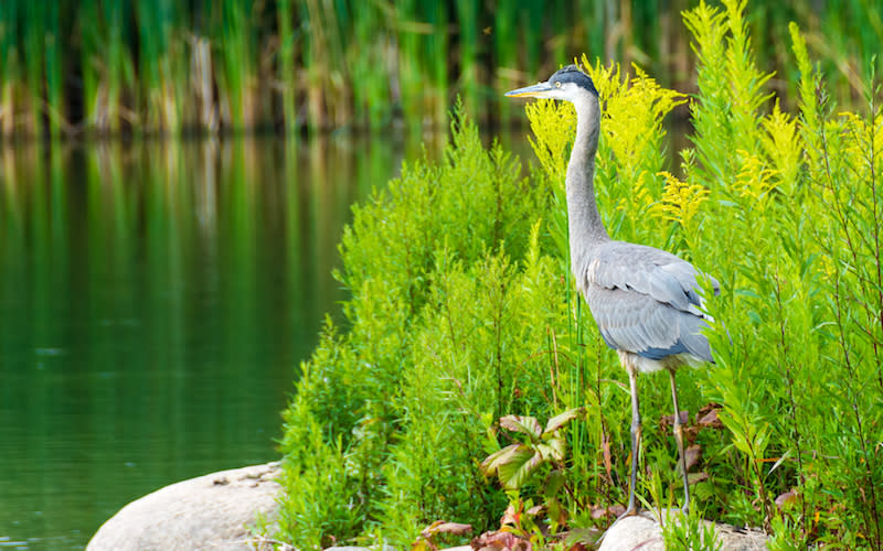 A great blue heron is seen in Toronto’s Terraview Park on August 21, 2014. This bird can be commonly found in the many wetlands across Ontario’s Greenbelt. Photo from Getty Images.