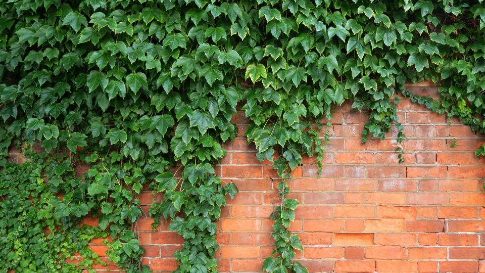 English Ivy