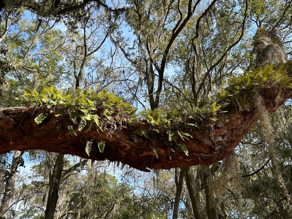 A healthy clump of resurrection ferns grow atop a gnarled live oak branch near the Avian Loop Trail.