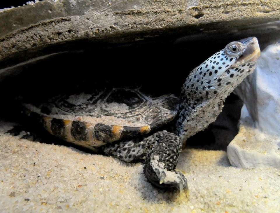 The N.C. Aquarium at Fort Fisher has several diamond terrapins on exhibit. Staff from the aquarium also will be participating in the upcoming "Terrapin Tally."