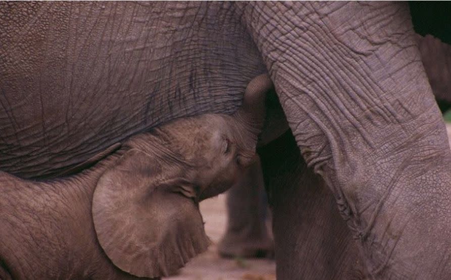 En el Parque de Gongorosa el 32% de las crías nacidas tras la guerra no poseen colmillos. En otros países como Sudáfrica el porcentaje es aún mayor | imagen Elephant Voices