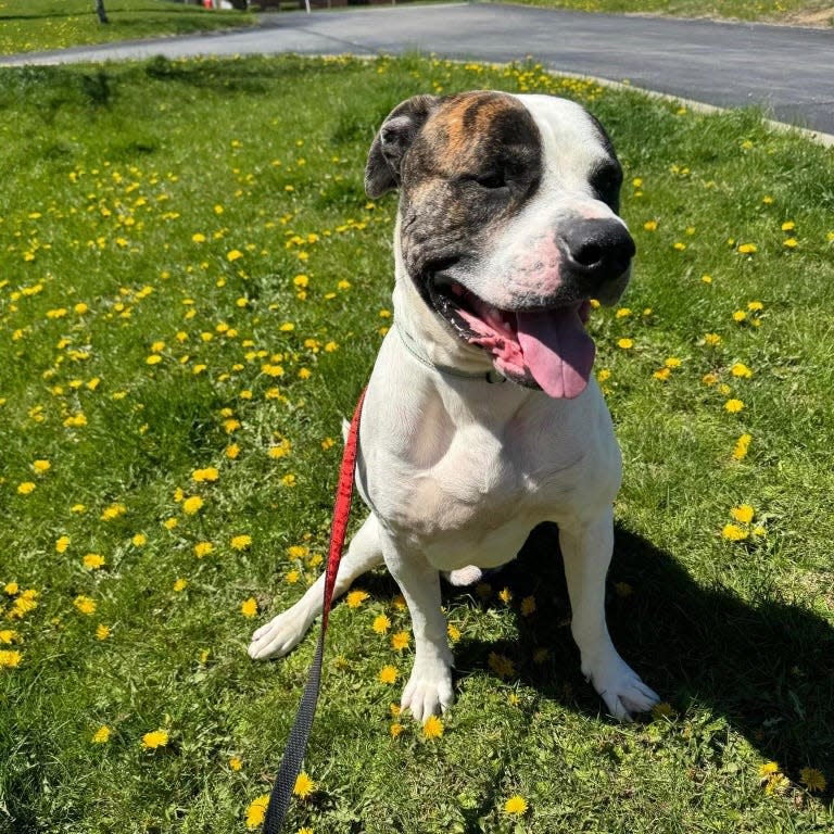 Tonka, a playful pooch, awaits adoption at the Beaver County Humane Society.