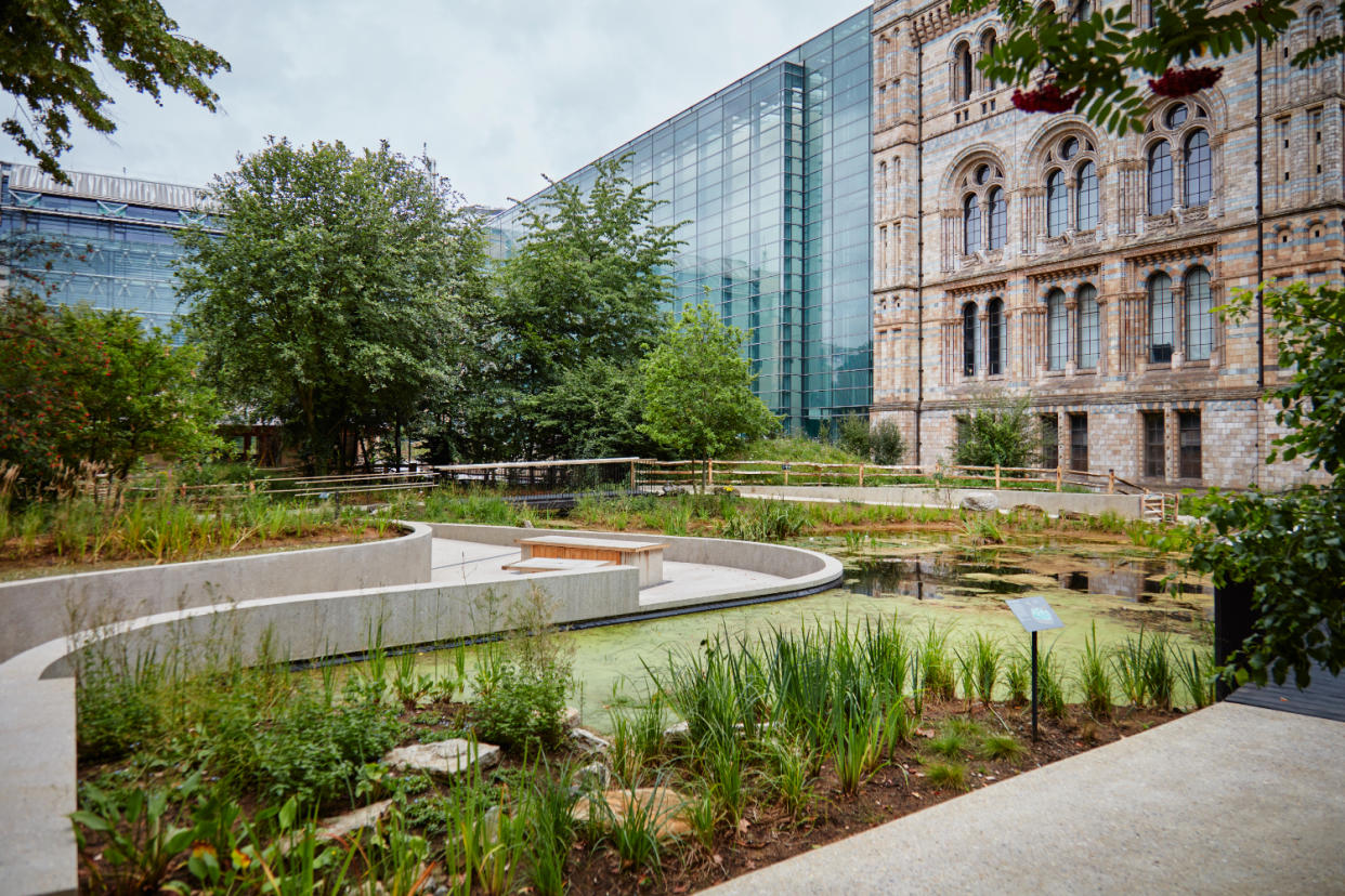 A pond covered in greenery alongside a stone path. The Natural History Museum building is in the background