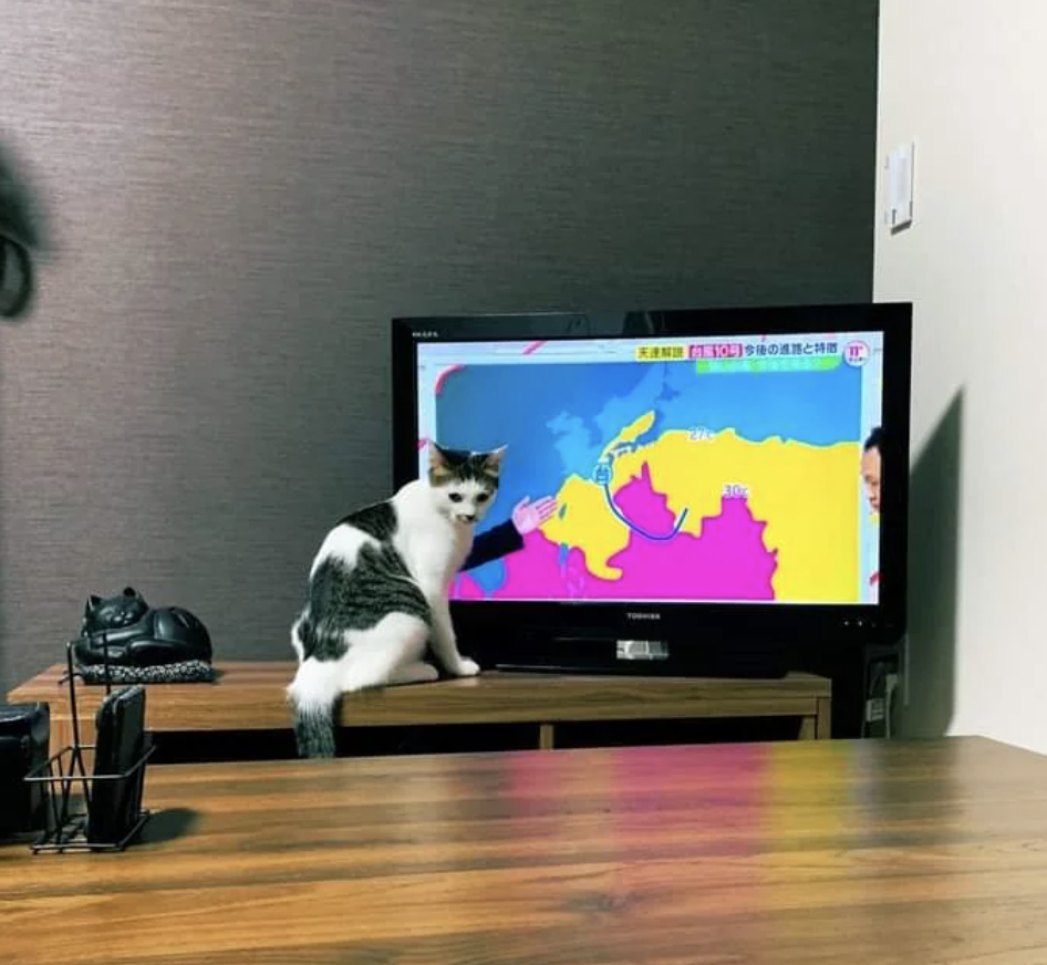 Cat sits in front of a TV displaying a colorful weather map