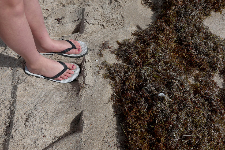 A beachgoer stands near seaweed that washed ashore on March 16, 2023 in Fort Lauderdale, Florida. Reports indicate that this summer, a huge mass of sargassum seaweed that has formed in the Atlantic Ocean is possibly headed for the Florida coastlines and shores throughout the Gulf of Mexico. The sargassum, a naturally occurring type of macroalgae, spans more than 5,000 miles. (Joe Raedle/Getty Images)