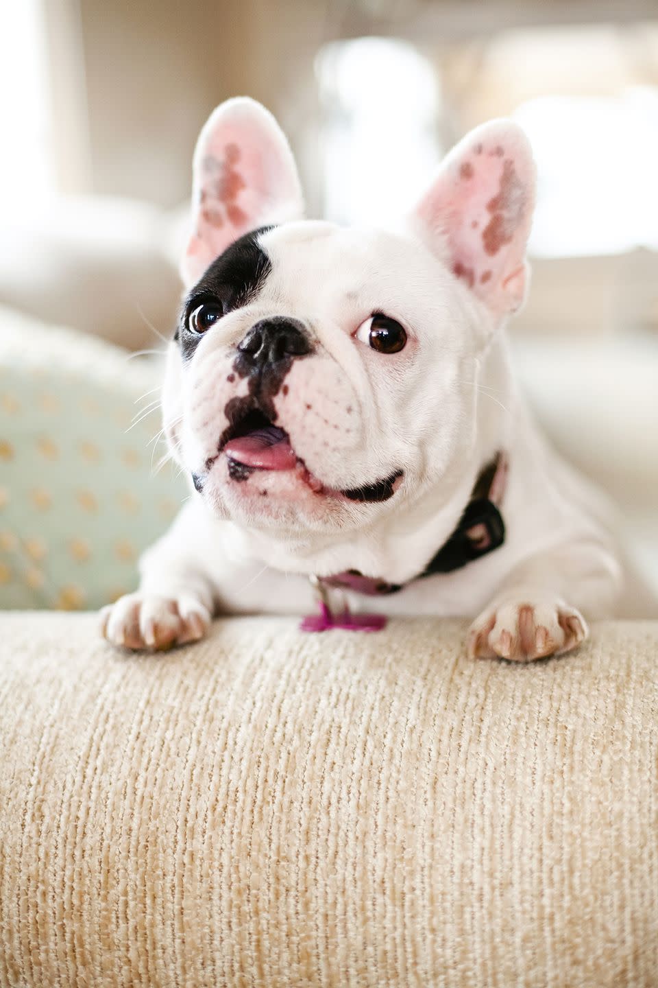 Loulou the French Bulldog