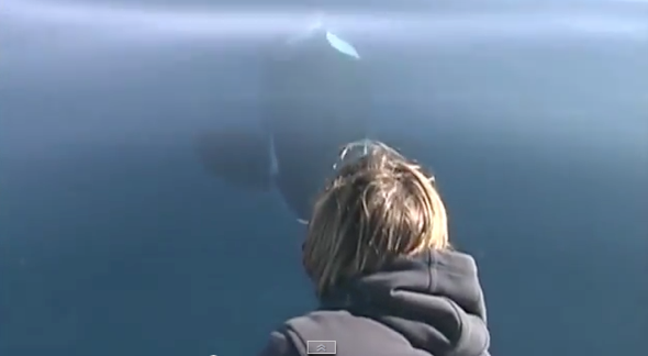 Tourists panic as killer whales swim under tiny inflatable boat (video)