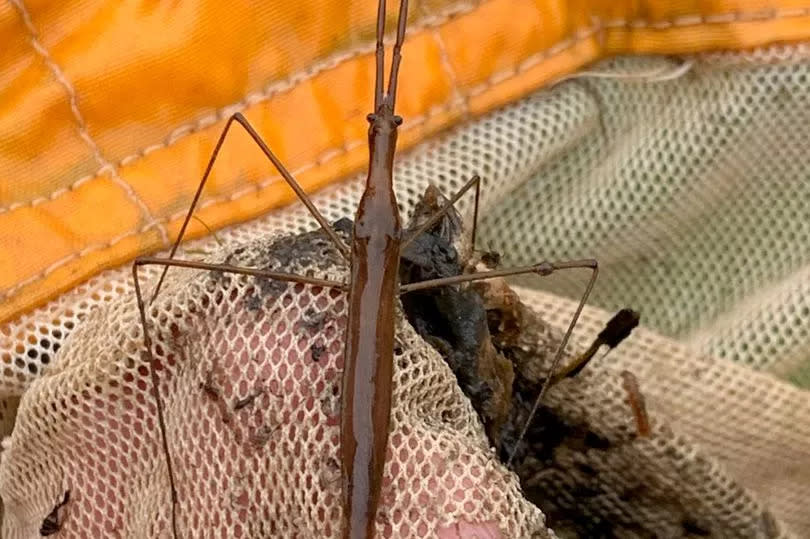 The water stick insect found in Bog Meadows Nature Reserve by Kohen Fitzsimmons