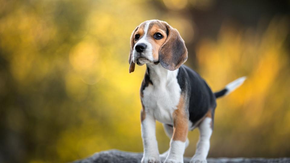 Beagle dog