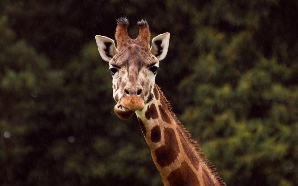 It’s one of the world’s most recognisable animals (Getty)