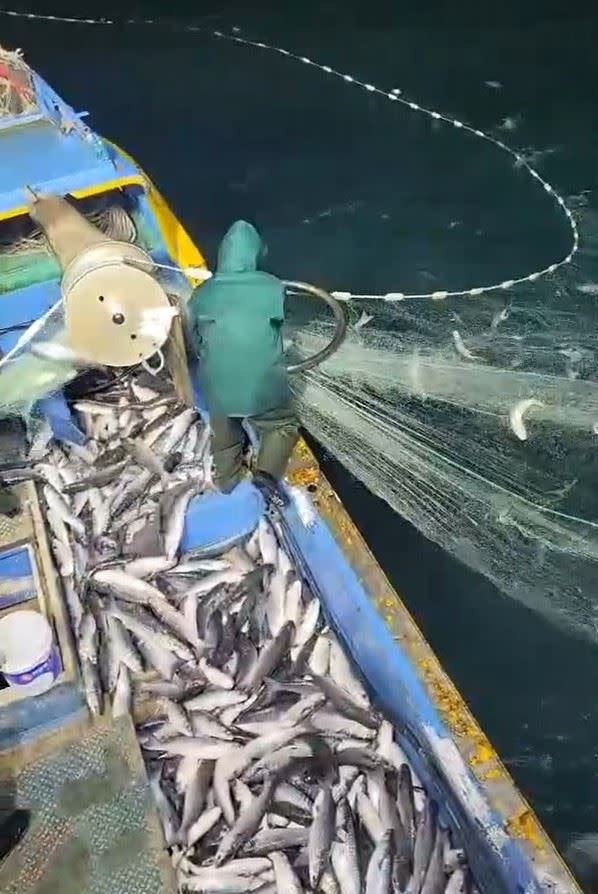彰化縣漁民黃智仁、黃超群父子捕獲近2萬尾烏魚，豐厚的年終獎金入袋。（圖／翻攝畫面）