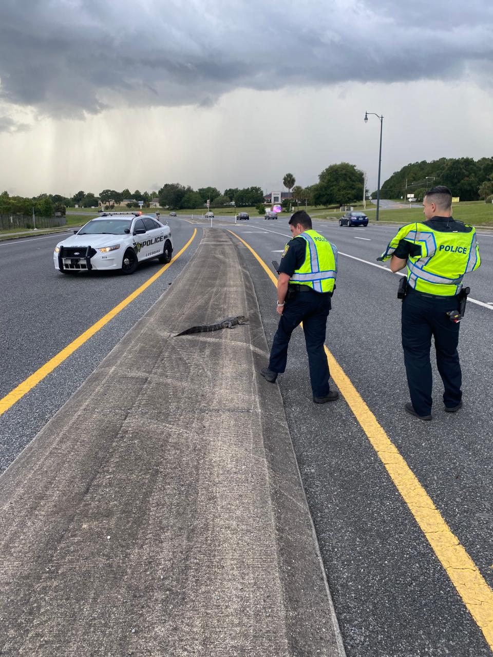 Leesburg Police Officers and citizens aided in the rescue of a 4-foot alligator that was in the middle of the U.S. Highway 441 on Saturday.