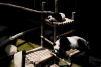 <p>Liang Liang, bottom right, formerly known as Feng Yi, a female giant panda from China and her one year old female cub, Nuan Nuan, sleep after eating cake during her 10th birthday celebration at the Giant Panda Conservation Center at the National Zoo in Kuala Lumpur, Malaysia, Tuesday, Aug. 23, 2016. Two giant pandas have been on loan to Malaysia from China for 10 years since May 21, 2014, to mark the 40th anniversary of the establishment of diplomatic ties between the two nations. (AP Photo/Joshua Paul)</p>