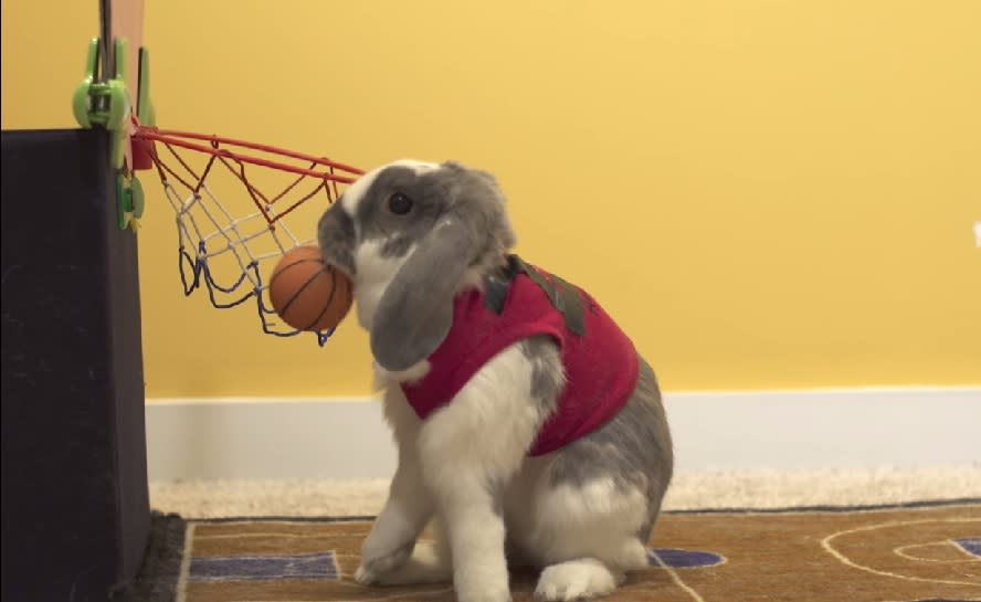 This bunny just won a Guinness World Record for basketball