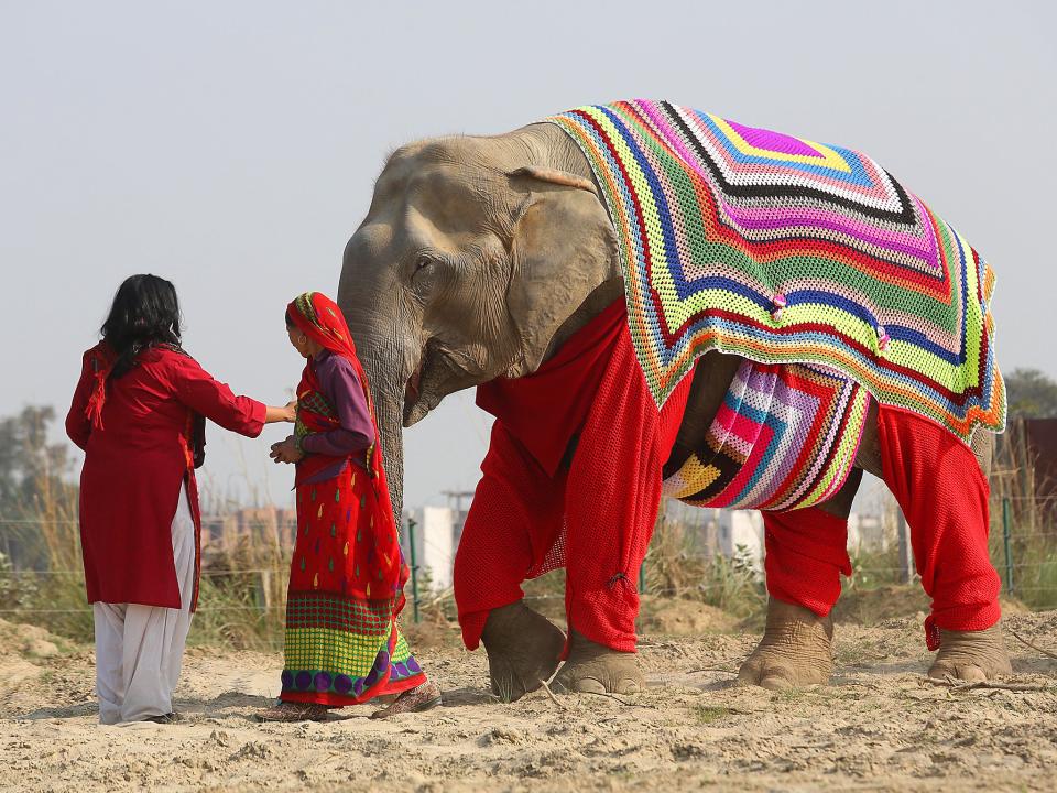 Villagers knit jumpers for Indian elephants to protect the large mammals from near-freezing temperatures