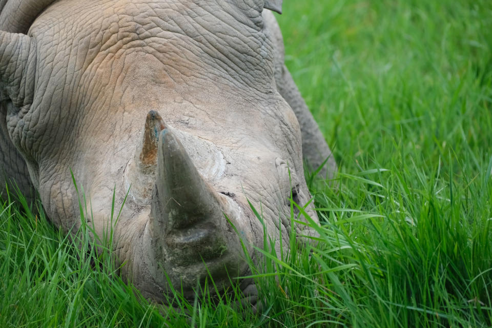 A close up of a rhino asleep in some tall green grass