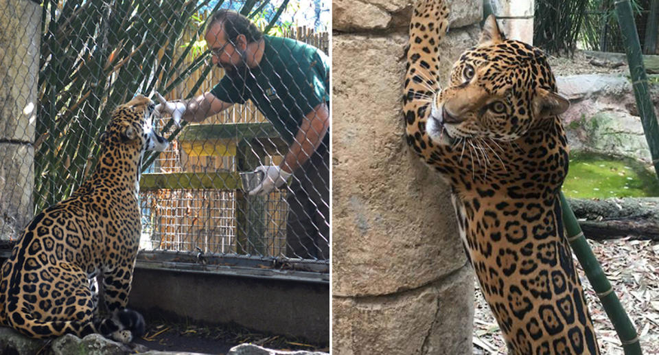 Valerio, a three-year-old jaguar, has escaped his enclosure at the Audubon Zoo in New Orleans before killing eight animals. Source: Facebook/ Audubon Zoo