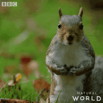 Closeup of squirrels