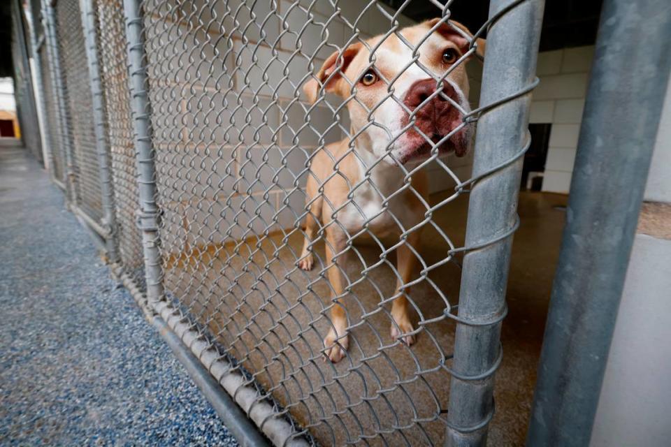 Cash, a pit bull mix, stands in his kennel while awaiting an adoption at the CMPD Animal Care and Control shelter in Charlotte, N.C., Friday, July 22, 2022.