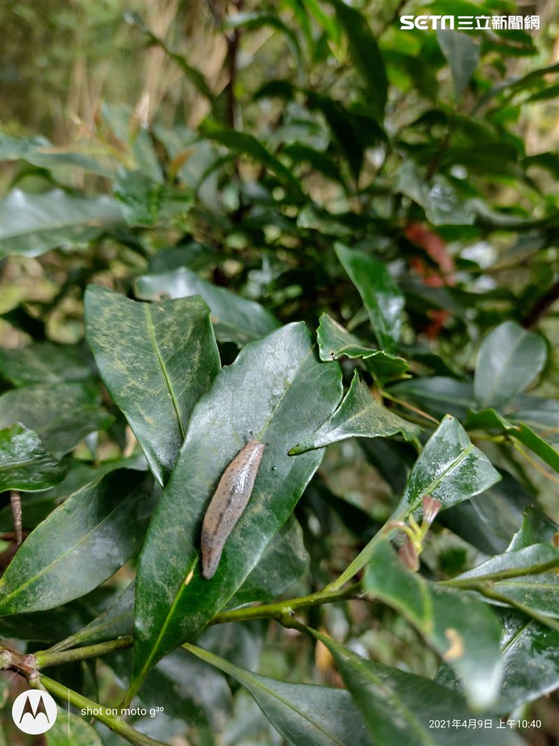 雨後出現在樹葉上的水蛭