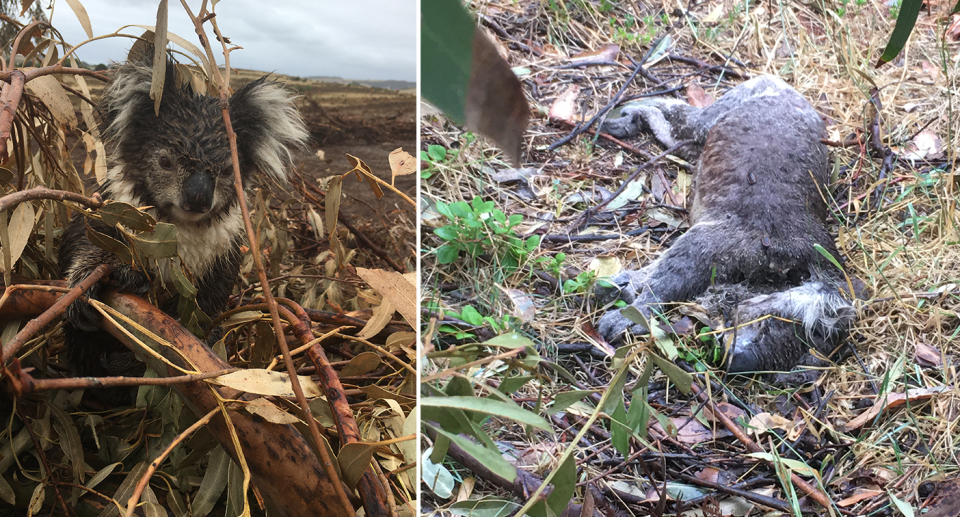 Split screen. Left - a wet koala sits in a pile of branches with a bare field behind it. Right - a dead koala on the ground.