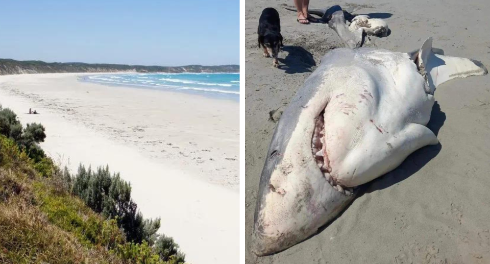 White sand beach; Dead great white shark on Aussie beach