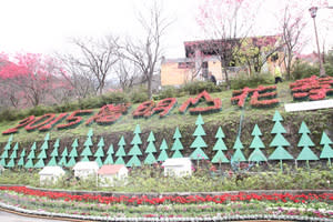 陽明山花季登場(攝影＼洪書瑱)