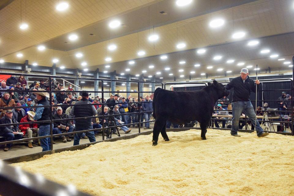 A prior year's presentation of an Angus bull at the Sioux Empire Livestock Show.