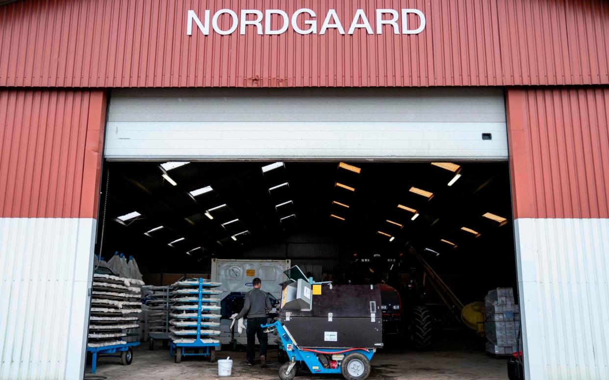 A worker at a mink farm in Denmark, which is culling thousands of the animals following the discovery of a new virus strain - Mads Claus Rasmussen/AFP