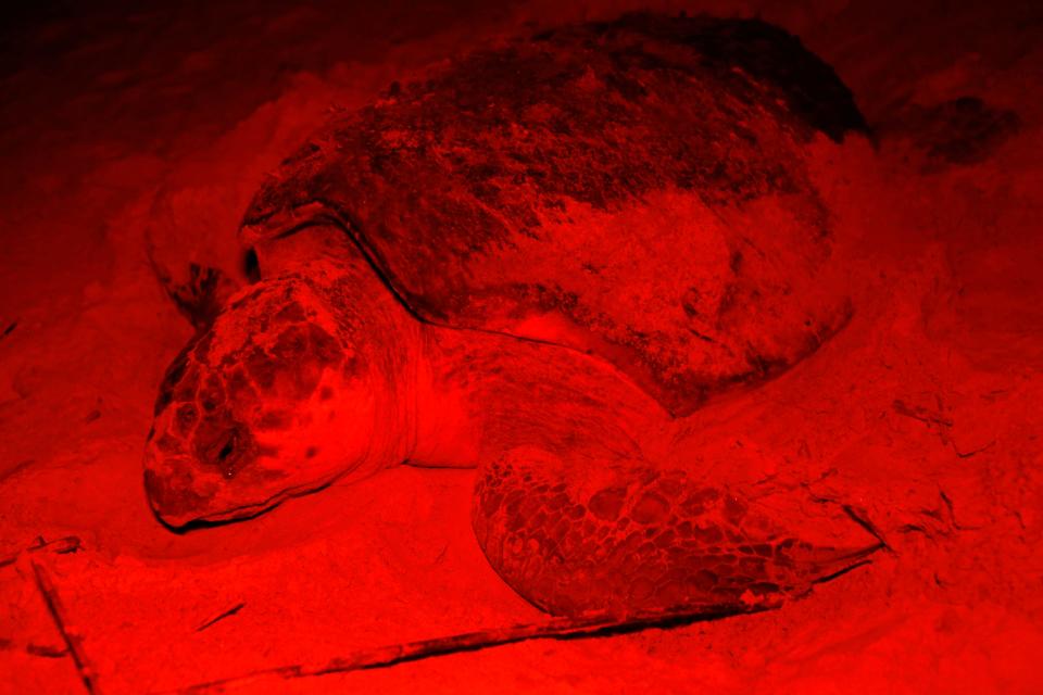 A loggerhead turtle lays her eggs during nesting season on Wassaw Island as monitored by the Caretta Research Project team in Savannah, Ga., on Thursday, June 2, 2022. The turtles go into a trance while laying their eggs. The turtles take 30 years to reach sexual maturity and the act of nesting is all instinct.