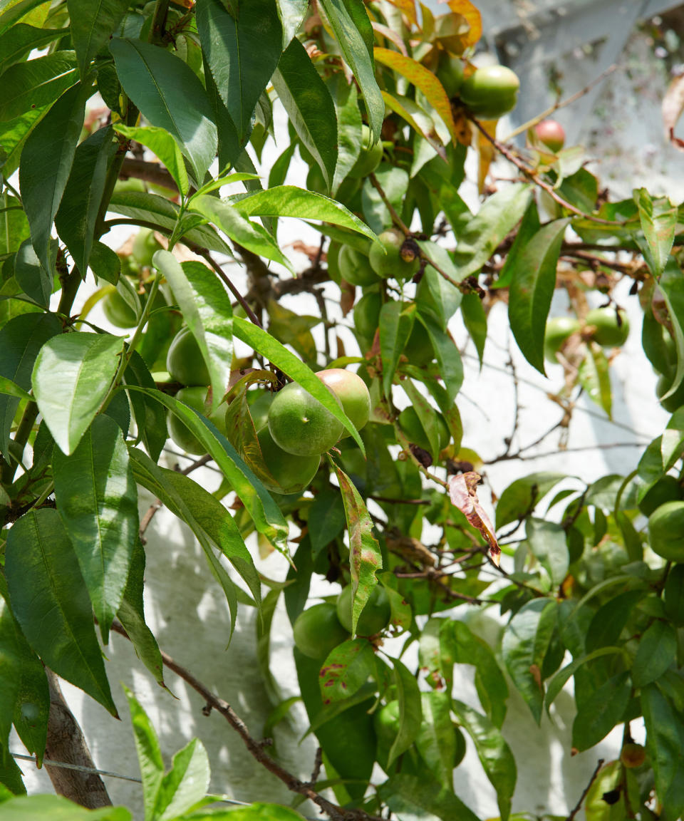 15. Prunus persica var. nectarina 'Lord Napier'