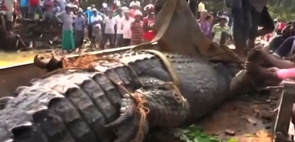 The beast almost weighed a tonne (Picture: Reuters)