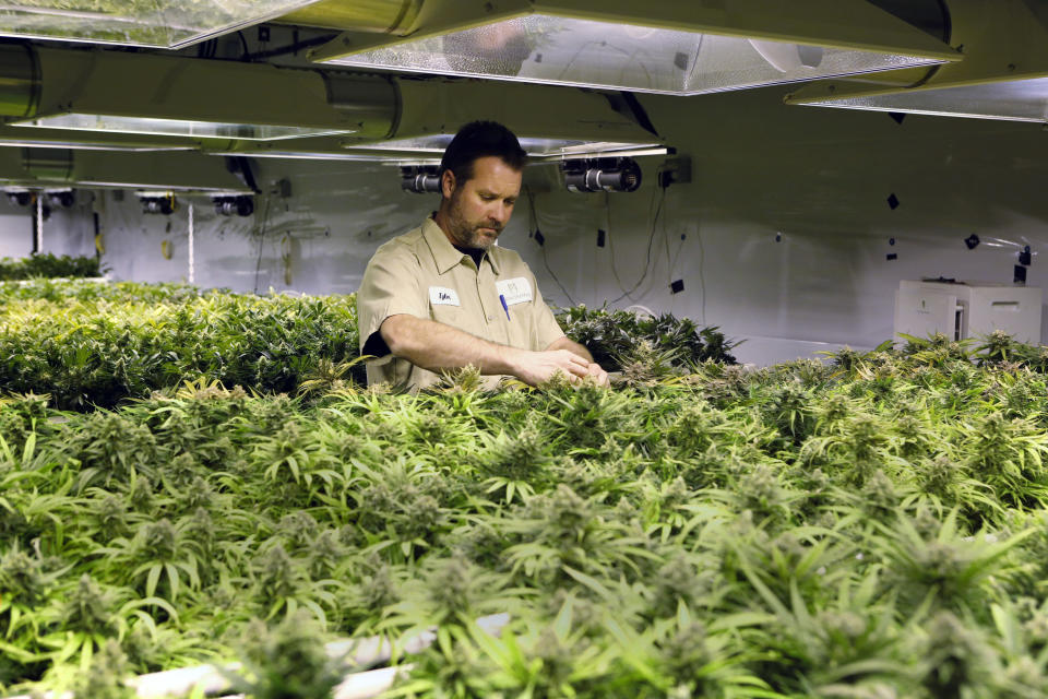 In this Dec. 5, 2013, photo, Tyler, no last name given, inspects plants as they mature at the Medicine Man dispensary and grow operation in northeast Denver. As Colorado prepares to be the first in the nation to allow recreational pot sales, opening Jan. 1, hopeful retailers are investing their fortunes into the legal recreational pot world _ all for a chance to build even bigger ones in a fledgling industry that faces an uncertain future.(AP Photo/Ed Andrieski)