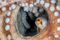 <p>Numerous octopuses hatch at once so as to avoid being wiped out by natural enemies in Osezaki, Nishi-Izu, Shizuoka Prefecture, Japan, Sept. 23, 2015. I wonder if this particular hatchling survives to grow large. (Photograph by Toru Kasuya) </p>