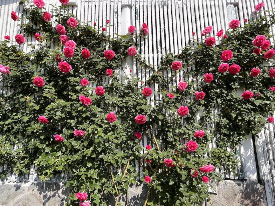 自然生長攀爬出愛心型的「烏拉拉」玫瑰牆面（圖片來源：臺北市政府工務局公園路燈工程管理處）