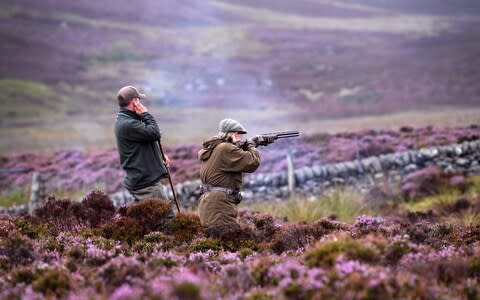 Peat is often burned on grouse shooting estates to encourage the growth of fresh heather buds, which attract the animals  - Credit: Getty