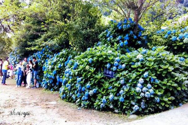 高山青養鱒鱘魚場繡球花牆驚艷燦爛 (圖片提供／余秀玉)