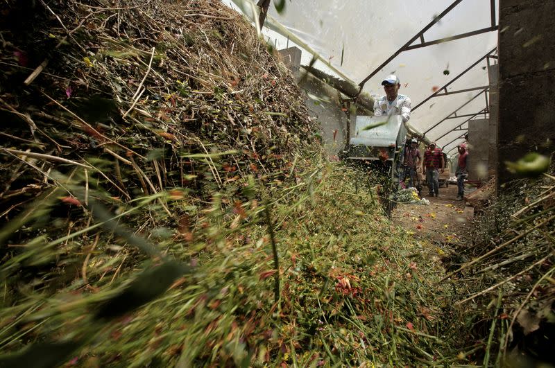 Foto del lunes de un trabajador destruyendo flores que no podrán ser exportadas desde Llano Grande, Costa Rica, debido al brote de coronavirus