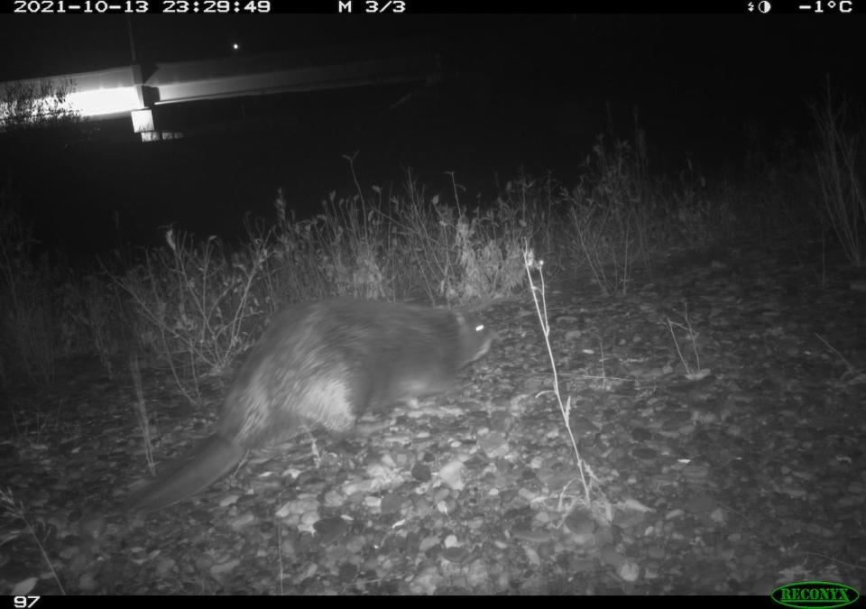 A beaver spotted by wildlife cameras near the Southwest Ring Road bridge.