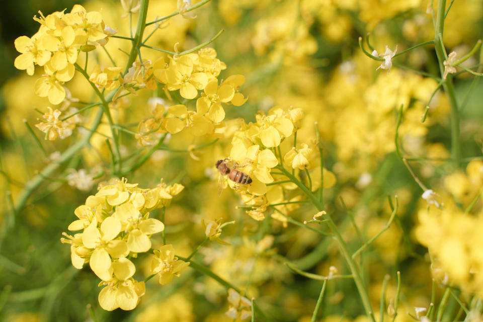 油菜花（圖片來源：Getty Creative提供）