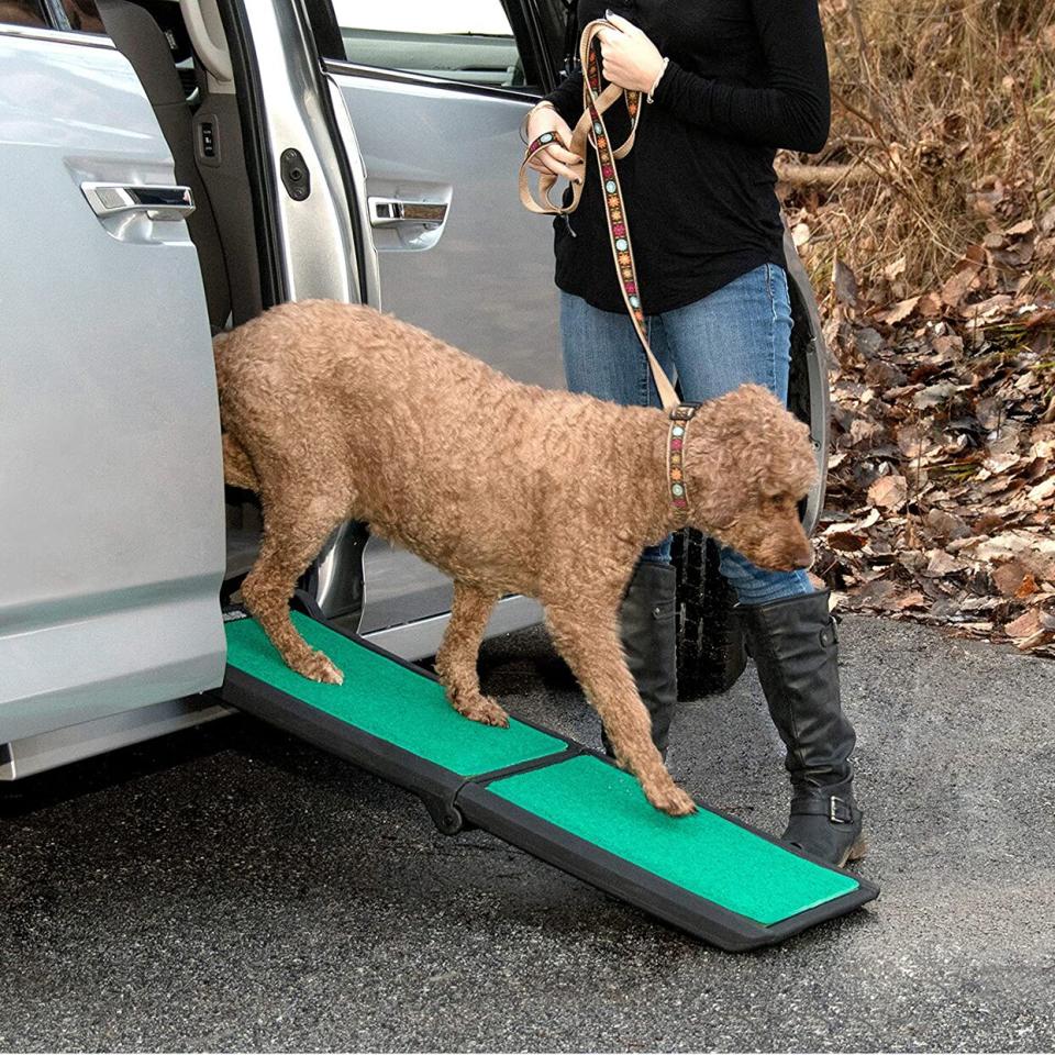 Photo of a dog walking down a Pet Gear Travel Lite Ramp attached to a van