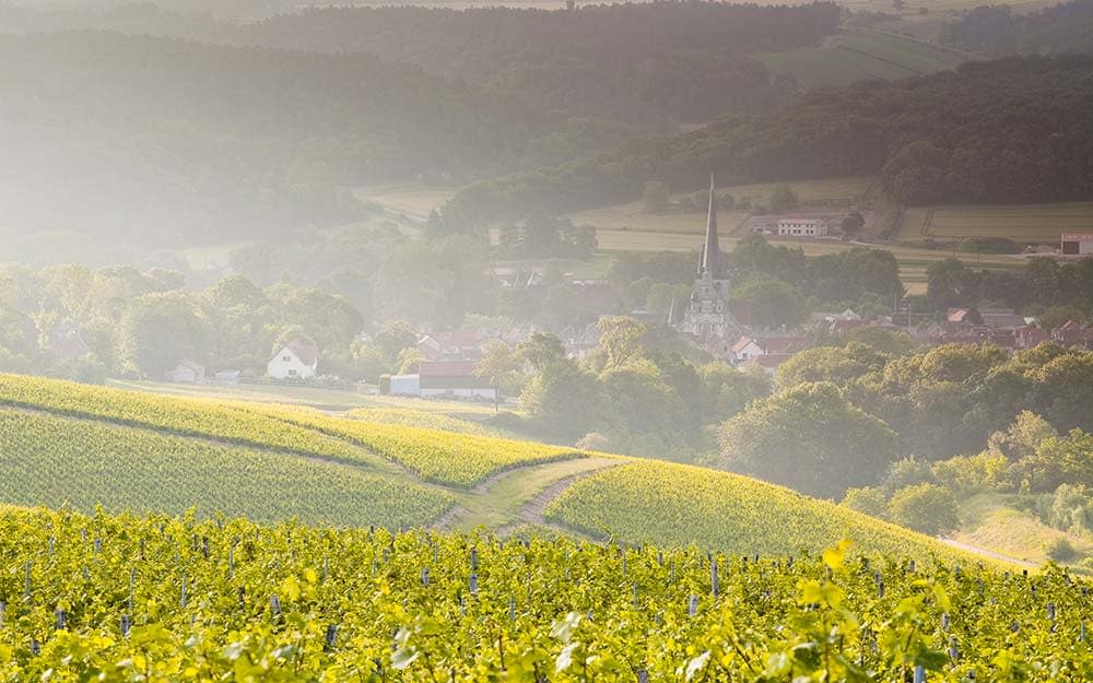 "Large parts of France right now have low levels of coronavirus. We’re at less risk in Burgundy where we're bound for, than large parts of northern England" - JULIAN ELLIOTT